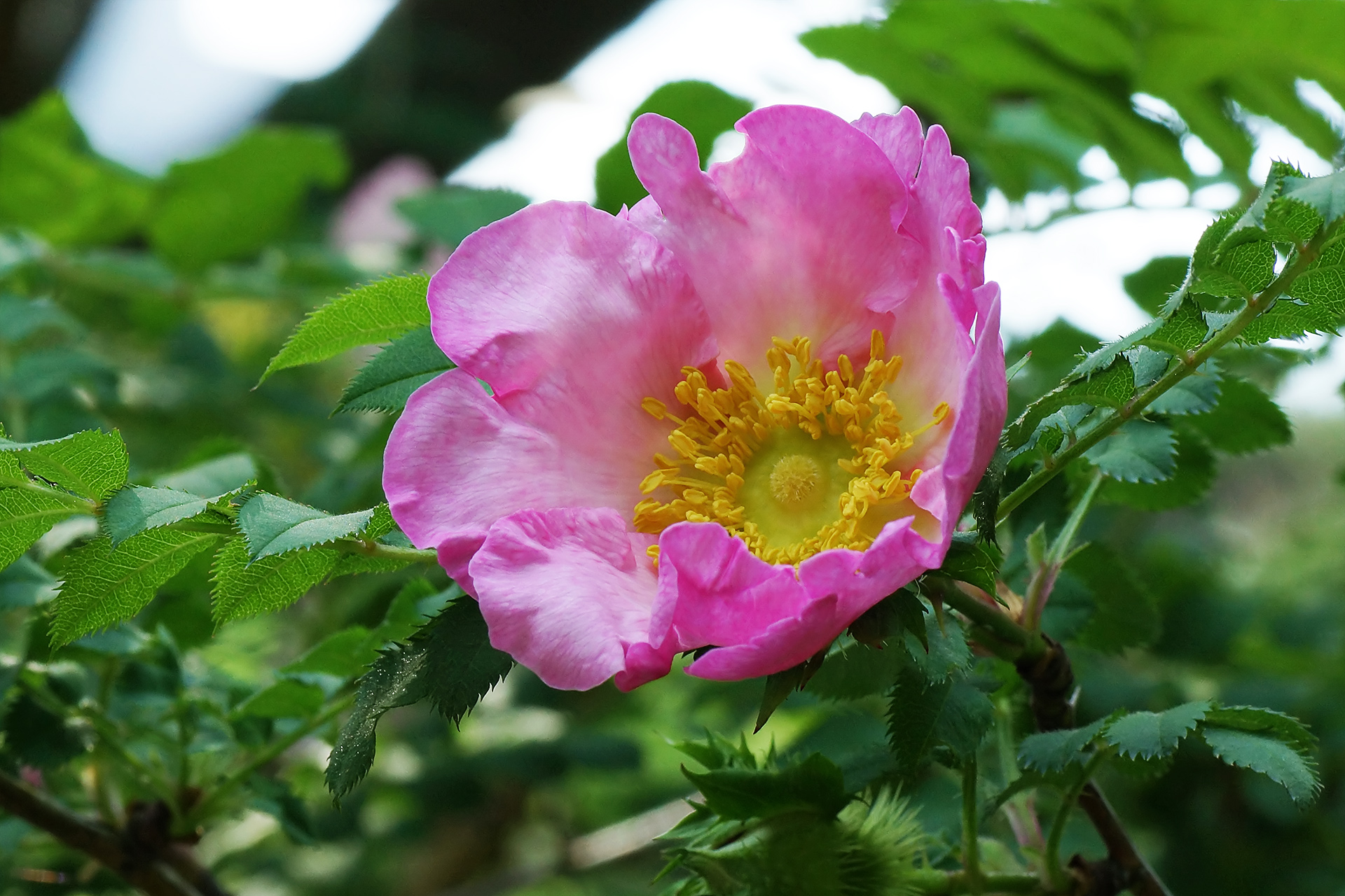 富士箱根地区のバラの花 サンショウバラ アシタカ 妄想植物園
