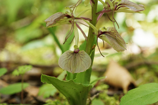 オオフガクスズムシ「北海道の花」｜Sapporo Nature Times