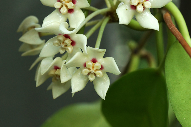 ロウ細工の花 ホヤ アウストラリス アシタカ 妄想植物園