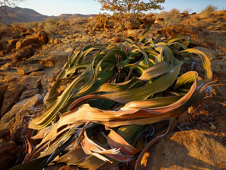 Welwitschia_mirabilis0425-770.jpg