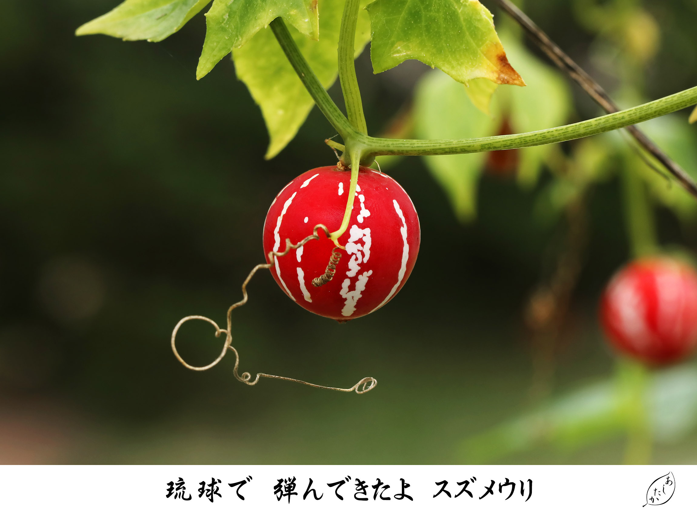 実の俳句 アシタカ 花の写真俳句