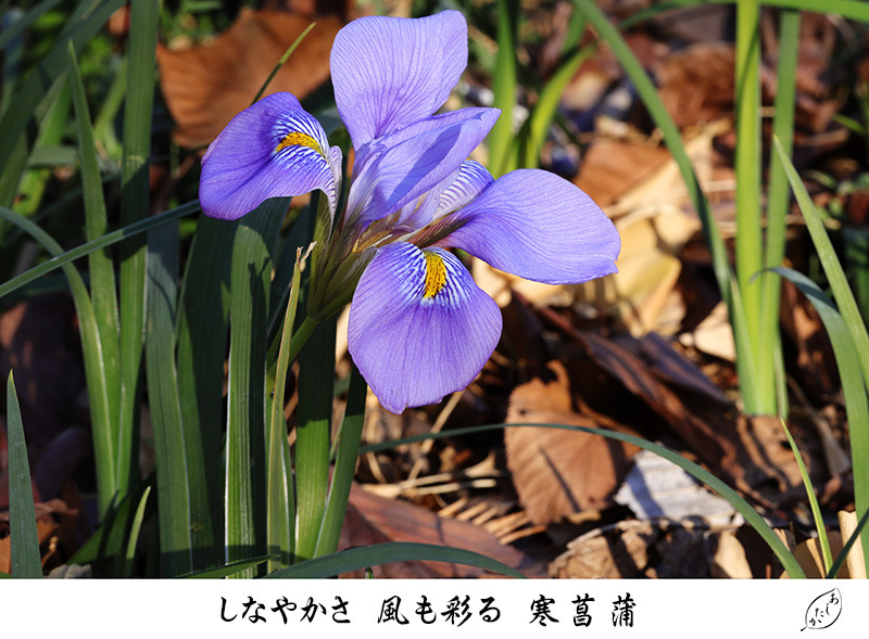 �J���A���� 1901-800.jpg