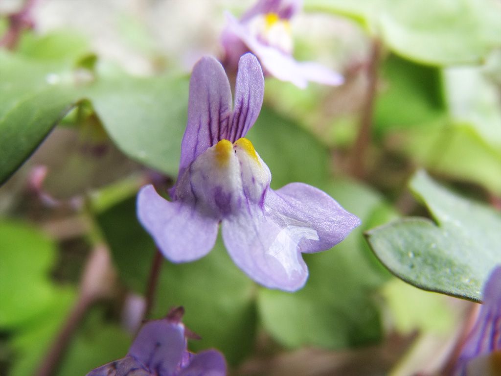 小さい 雑草 小さい 春の 花 紫 Homu Interia
